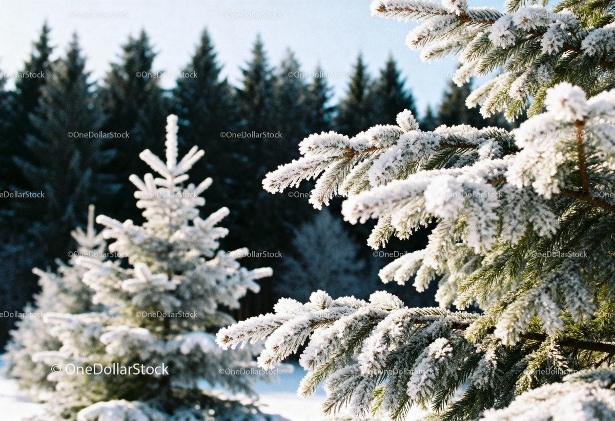 Frosted Pine Tree Branches in Winter Forest Landscape