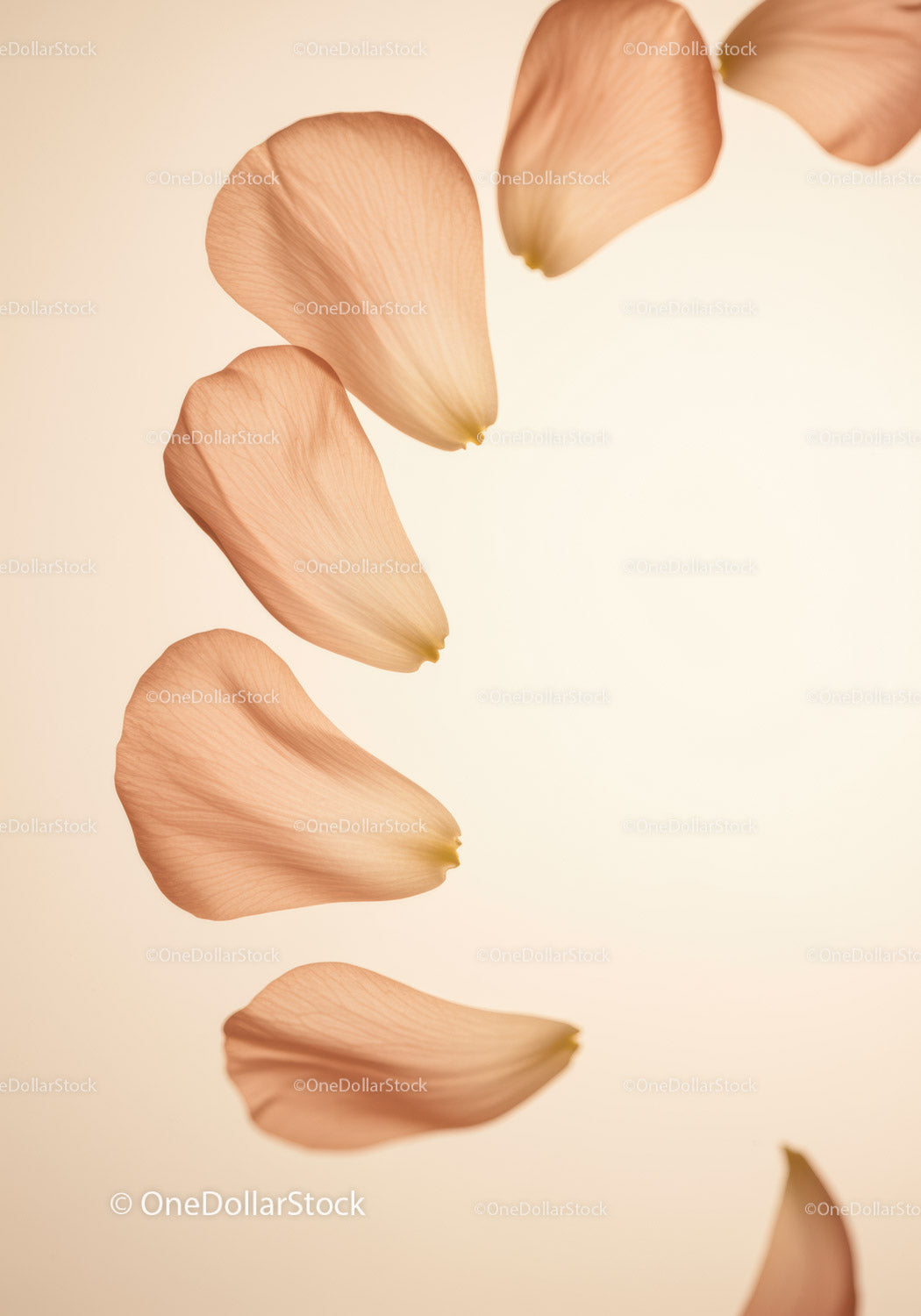 Delicate rose petals softly falling on neutral background
