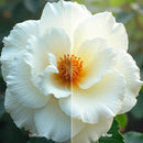 Flower Bloom XMP presets color grading preview