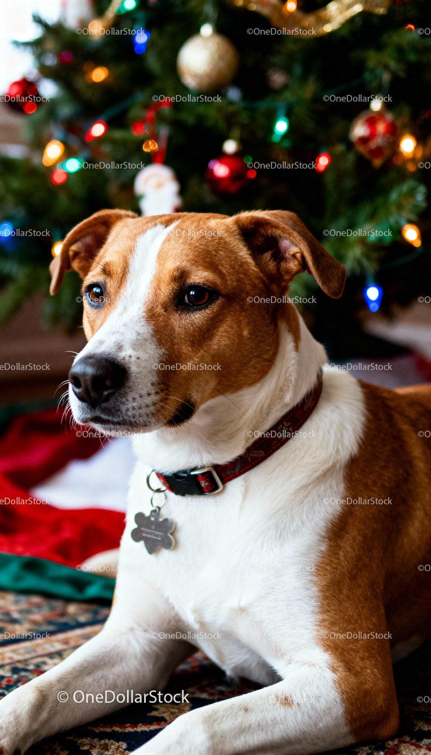 Calm dog resting near festive Christmas tree indoors