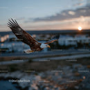 Majestic Bald Eagle in Flight at Sunset Over Scenic Landscape
