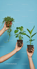 Hands Holding Three Different Healthy Green Plants