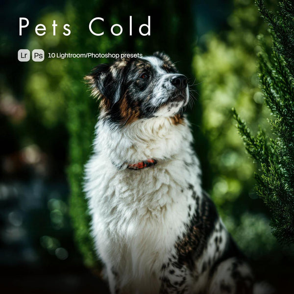 Pets Cold Presets (10 XMP files)