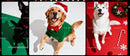 Festive dogs posing with Christmas decorations and colors