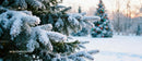 Snow-covered pine branches with decorated Christmas tree