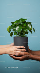 Hands sharing a green potted plant against blue background
