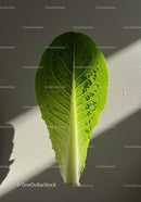 Fresh green romaine lettuce leaf illuminated by sunlight