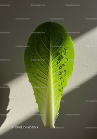 Fresh green romaine lettuce leaf illuminated by sunlight