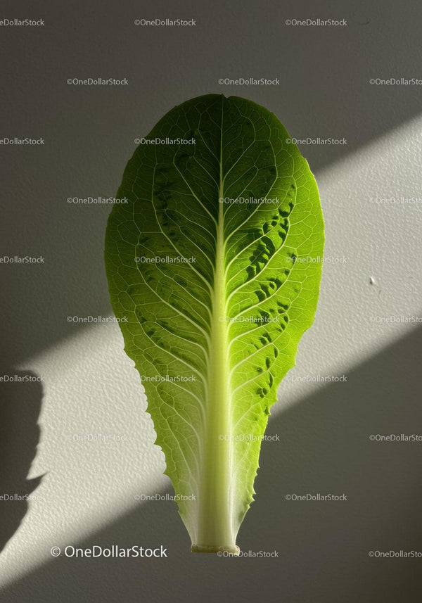 Fresh green romaine lettuce leaf illuminated by sunlight