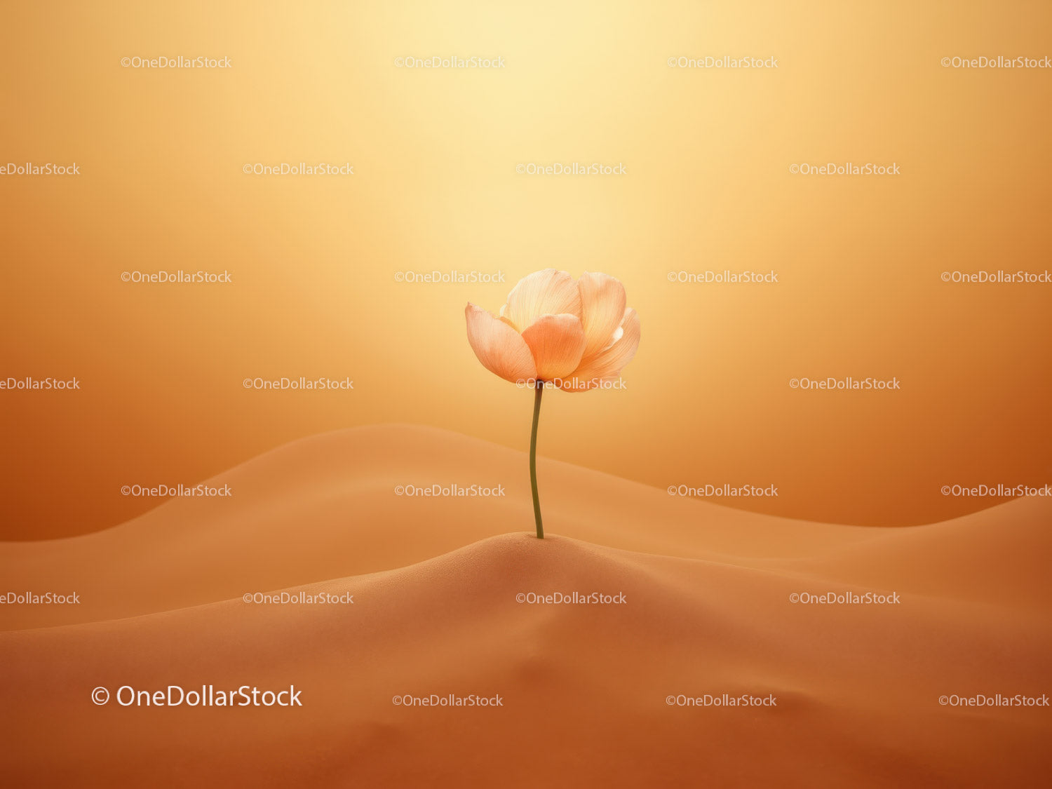 Delicate flower blossoming in warm sandy landscape