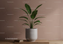 Elegant Tropical Houseplant with Large Green Leaves in Modern Interior