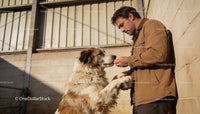 Man Feeding His Large Dog with Hand in Sunny Yard