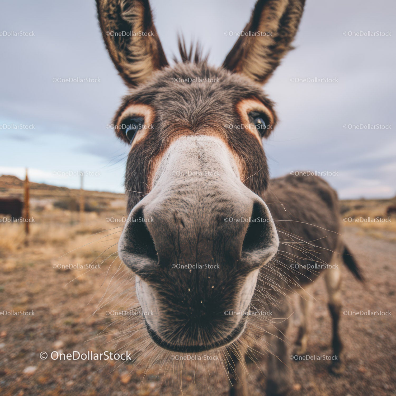 Close-Up of Donkey Face in Rural Scenic Landscape