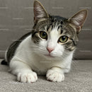 Curious tabby cat lying on soft carpet indoors