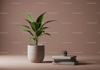 Green Foliage in White Pot with Modern Decor and Books