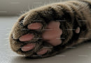 Close up of a cat paw with pink pads resting peacefully