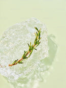 Fresh green sprig frozen inside a clear ice cube