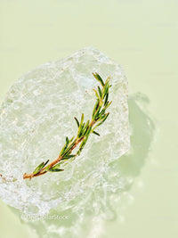 Fresh green sprig frozen inside a clear ice cube