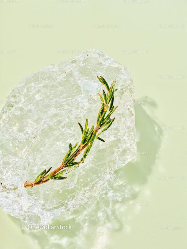 Fresh green sprig frozen inside a clear ice cube