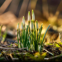 outdoor photography edit with Spring Vibe Lightroom presets