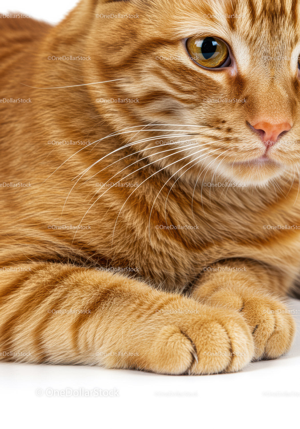 Closeup of orange tabby cat resting paws