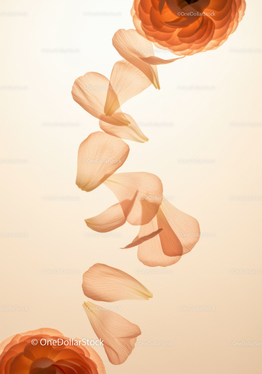 Delicate peach petals falling gracefully on light background
