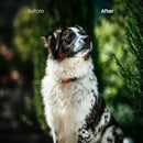 Before and after Pets Cold Lightroom preset edit