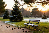 Snow-dusted bench with Christmas wreath by decorated pine trees