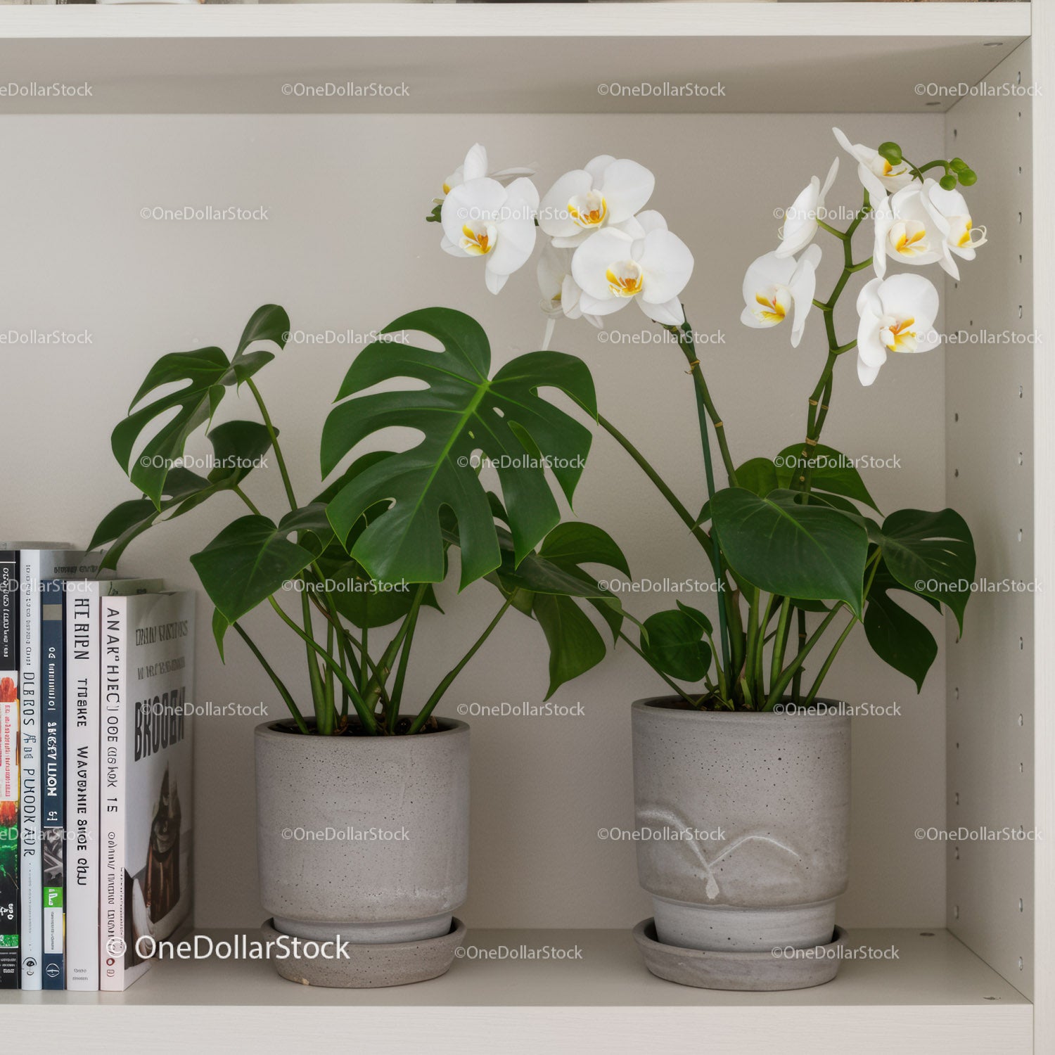 Elegant White Orchid and Monstera Indoor Plants in Modern Ceramic Pots
