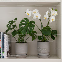 Elegant White Orchid and Monstera Indoor Plants in Modern Ceramic Pots