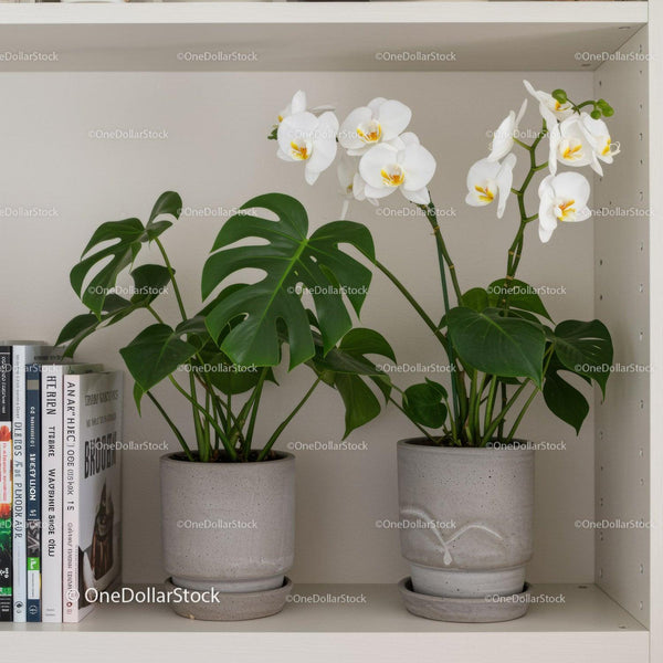 Elegant White Orchid and Monstera Indoor Plants in Modern Ceramic Pots