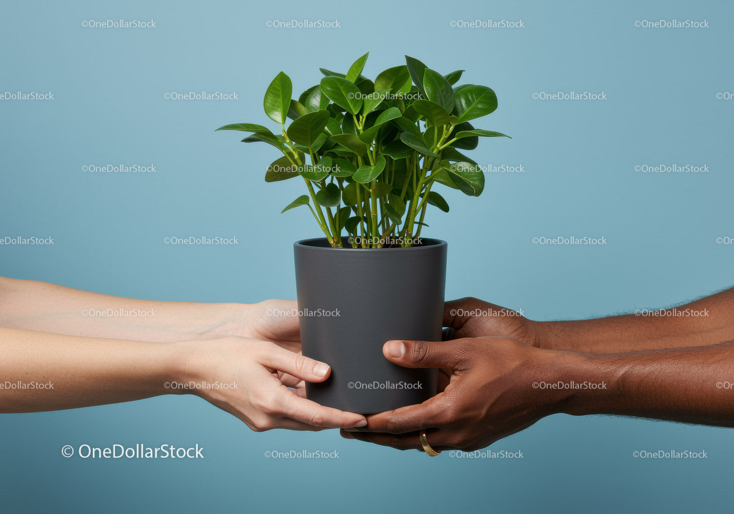 Two Pairs of Hands Exchanging Green Potted Plant