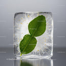 Fresh Green Leaves Encased in Clear Ice Cube