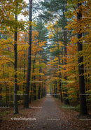 Serene Autumn Trail Through Colorful Forest Trees