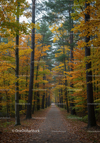 Serene Autumn Trail Through Colorful Forest Trees
