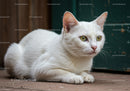White cat resting on rustic stone floor near door