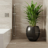 Indoor Large Green Plant in Black Pot in Modern Bathroom