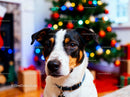 Calm dog sitting by decorated Christmas tree at home