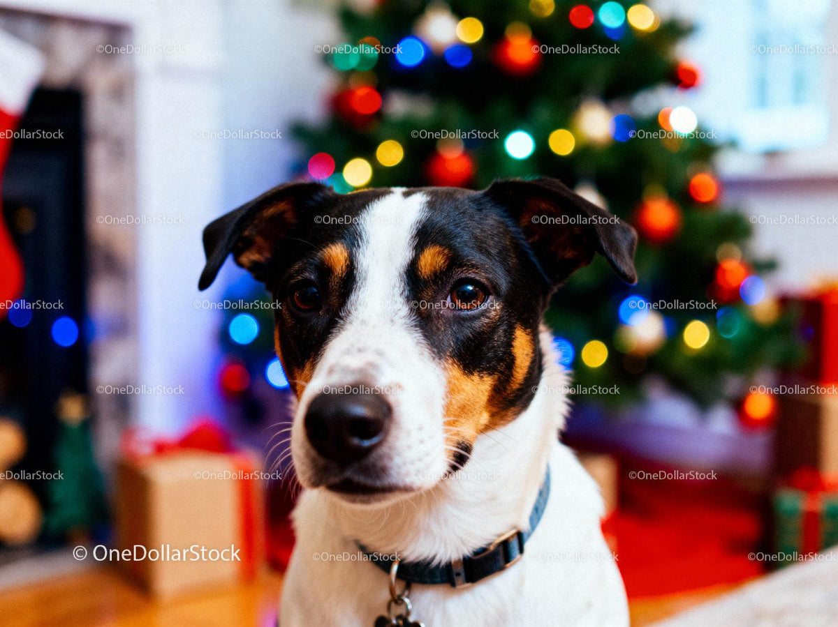 Calm dog sitting by decorated Christmas tree at home