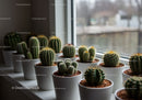 Collection of Cacti and Succulents on Windowsill in Bright Indoor Setting