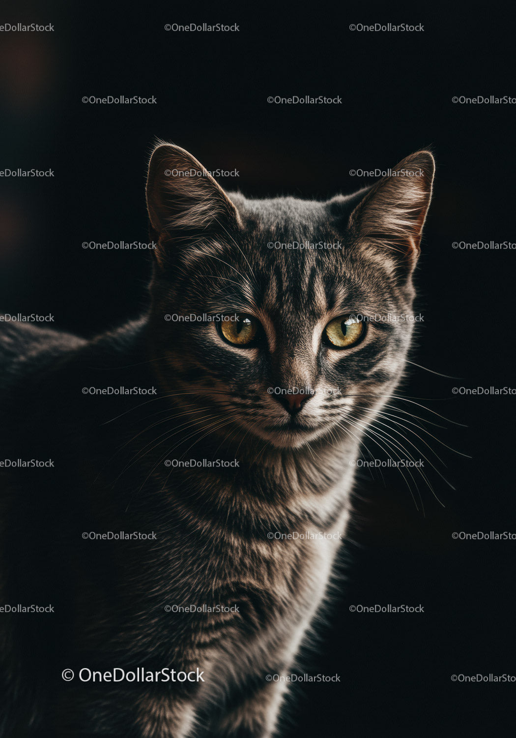 Close up of curious tabby cat with yellow eyes