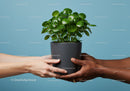 Hands Holding Green Houseplant Against Blue Background