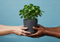 Hands Holding Green Houseplant Against Blue Background