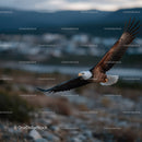 Majestic Bald Eagle Soaring Over Scenic Landscape in Flight