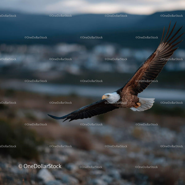Majestic Bald Eagle Soaring Over Scenic Landscape in Flight