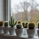 Collection of Cacti and Succulents in White Pots on Window Sill