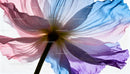 Delicate pastel petals illuminated by soft natural light