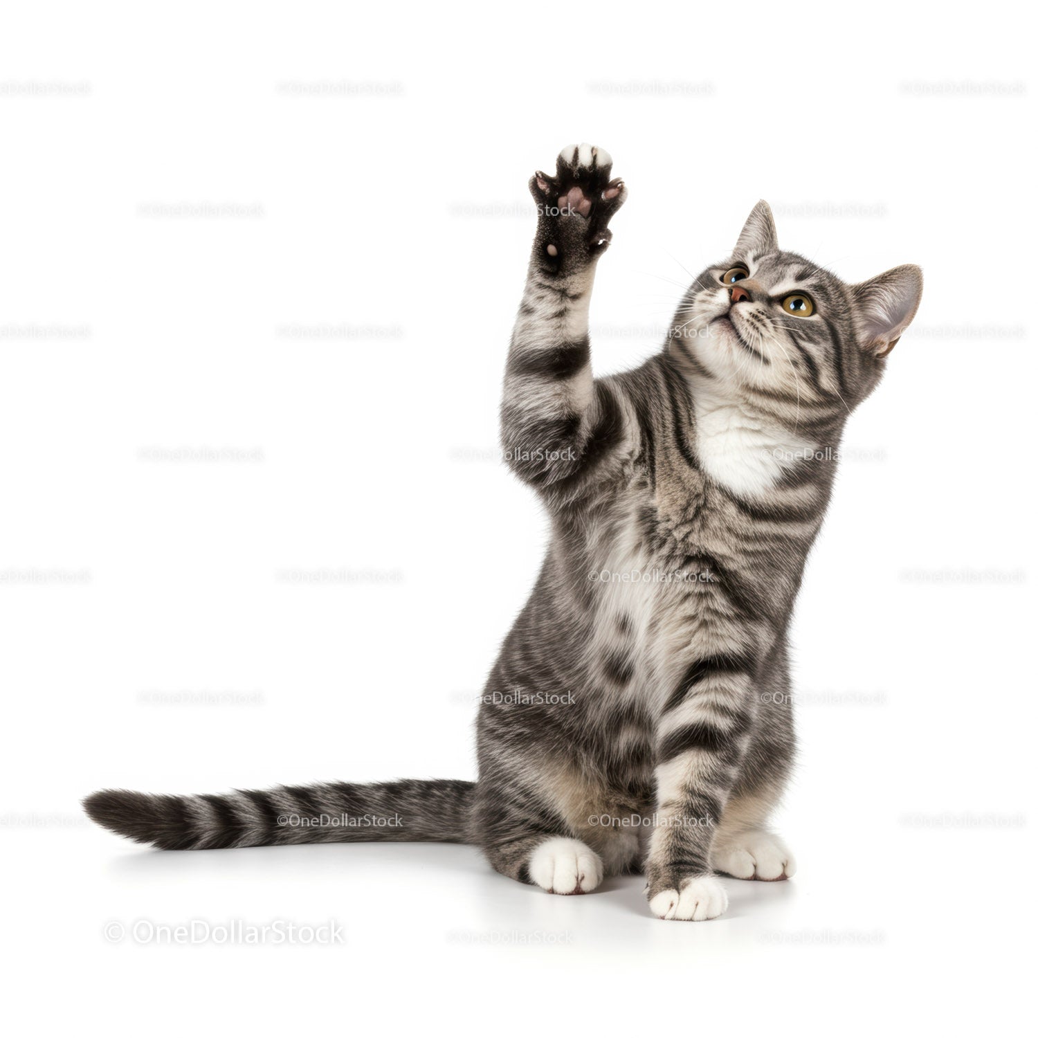 Grey tabby cat raising paw playfully on white background