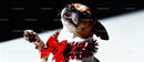 Small dog wearing festive red bow and garland