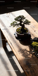 Small Bonsai Tree Casting Shadows on Rustic Wooden Table